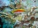 forster's hawkfish.jpg